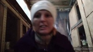 сена нет. чем кормить кроликов? домик на окраине. kroliki zhivotnovodstvo