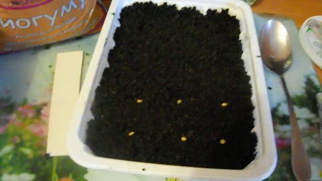 Как сеять семена перцев и баклажан на рассаду. смотреть онлайн