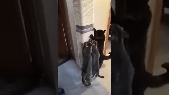 Когтеточка до потолка! Когтеточка на стену с канатом! LOVELAPKI.RU