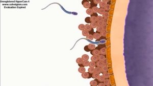 Эмбриональное развитие человека. Оплодотворение