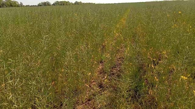 Рапс под Евролайтинг. смотреть онлайн