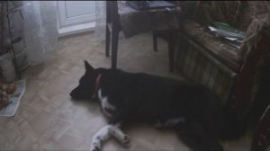 Документы на собаку / выбор щенка лайки