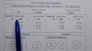 Генетика.  Задачи.  Часть 9.   Сцепленное наследование. Кроссинговер.