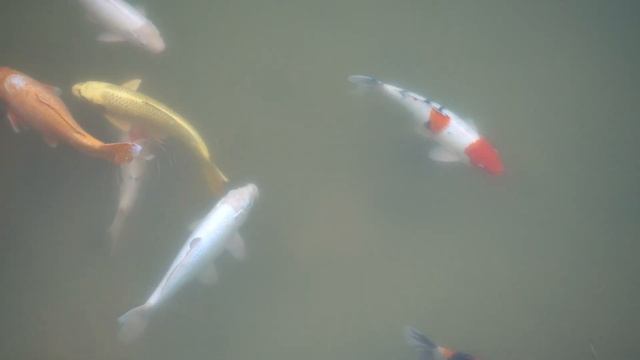 ДАЧНЫЙ ПРУД С РЫБАМИ ИЗ ПИТОМНИКА ПОМУТНЕЛ! ОЧИСТКА ПРУДА ОТ МУТНОЙ ВОДЫ И ГРЯЗИ! смотреть онлайн