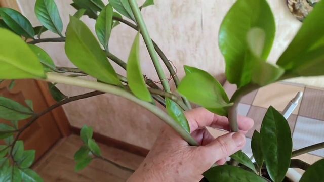 #Замиокулькас или долларовое #дерево. #Особенности ухода. Что ему нравится и как #растет смотреть онлайн