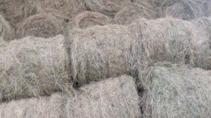Заготавливаем сено для наших гиссарских овец