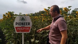 ПОСЕЯЛИ ПОДДЕЛКУ - ПОДСОЛНЕЧНИК ПИОНЕР 2019