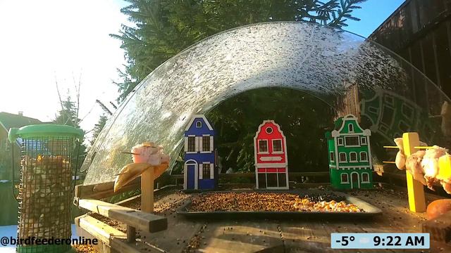 Кормушка для птиц онлайн / Bird feeder online