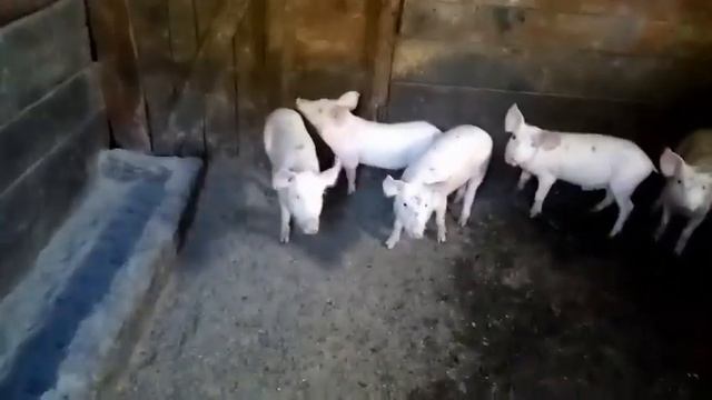 Свинья за 4 месяца!!! Миф или правда??? смотреть онлайн