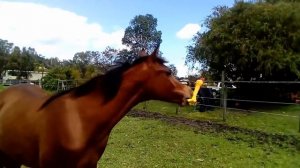 Конь играет с резиновой курицей