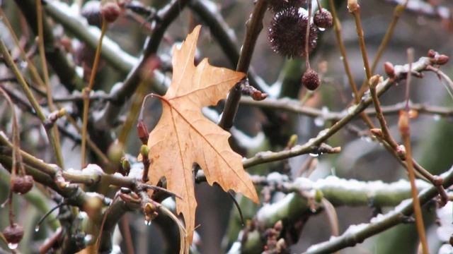 Зимний сюжет - деревья в снегу смотреть онлайн