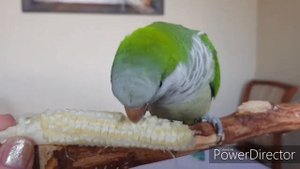 КУКУРУЗА В РАЦИОНЕ ПИТАНИЯ ПОПУГАЕВ. СПОСОБЫ ХРАНЕНИЯ И ПОДАЧИ ПТИЦАМ / CORN IN THE DIET OF PARROTS