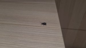 Чёрный жук долгоносик