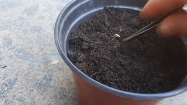 SEMINARE LA MIMOSA, dai semi alla pianta in pochissimo tempo смотреть онлайн