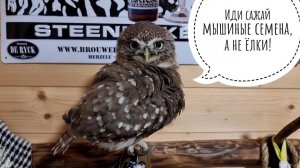 Распаковка растений из @yulia_cvetok Сыч Лучик очень недоволен - опять мышиного дерева нет!