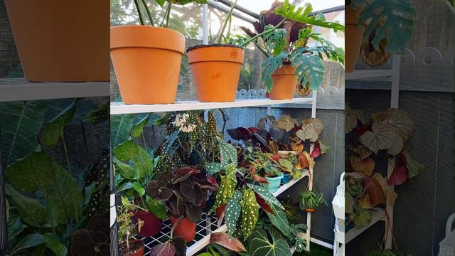 #Indoor #Plants
BEAUTIFUL INDOOR PLANTS смотреть онлайн