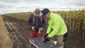 Какая оптимальная влажность подсолнечника для начала десикации РЕГЛОНами