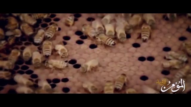 Құран мұғжизалары 27: Бал араларының таңғажайып архитектуралары ᴴᴰ смотреть онлайн