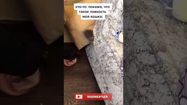 СМЕШНЫЕ КОШКИ 2021 / СМЕХ ДО СЛЕЗ / СМЕШНЫЕ ЖИВОТНЫЕ