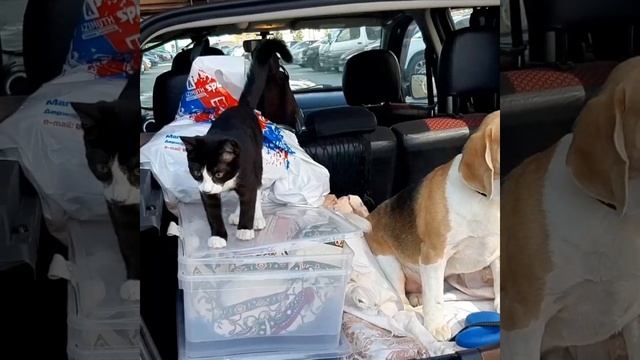 Поехали на дачу! Дружба существует!!! смотреть онлайн