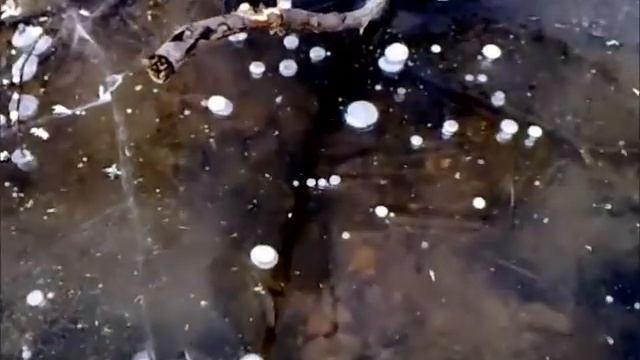 Ондатра / Ondatra zibethicus смотреть онлайн