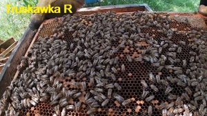 Пчёлам на пасеке не дадим возможность отпустить рой. Делаем налёт на матку, делим семью.