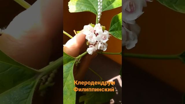 клеродендрум Филиппинский. цветение моего экземпляра