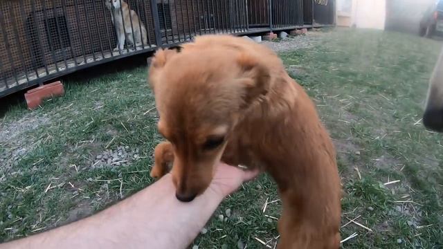 Встреча алабая Графа с новым спасёнышем смотреть онлайн