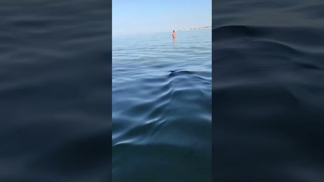 анапа берег моря дельфины