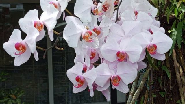 phalaenopsis is full bloomings.. смотреть онлайн
