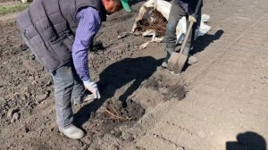 Пересадка рем малины в питомнике школьный сад.2