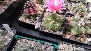 Кактусы.Тефрокактусы цветут.Пародии.Селеницереус красноцветковый.Хаматокактус Сетиспинус,маммилярии