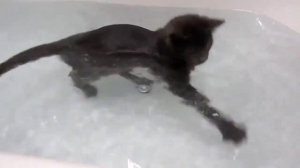 КОТ ПЛАВАЕТ В ВАННОЙ! ПРИКОЛ 2019!