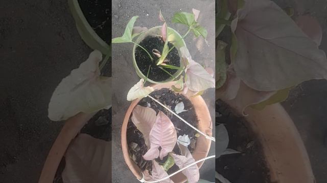 Syngonium Neon Robusta... смотреть онлайн