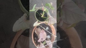 Syngonium Neon Robusta...