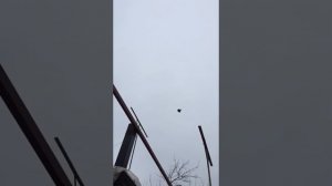 Голуби.Шкурина А. И.(начало тренировок)