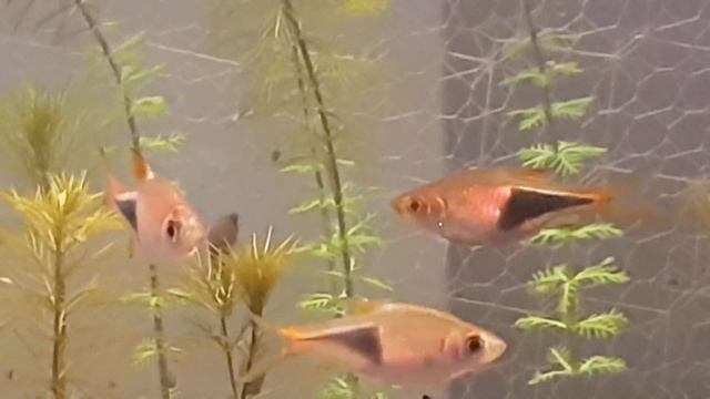 Eflatun: Sweet Lavender 💜 24.09.2022 смотреть онлайн