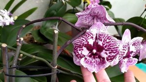 Домашнее цветение орхидей. ДОЛГОЦВЕТУЩИЕ орхидеи. Моя коллекция орхидей.