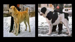 Are You Interested in buying a Kangal or Alabai Dog?