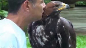 Ручной беркут золотой орел   Golden Eagle