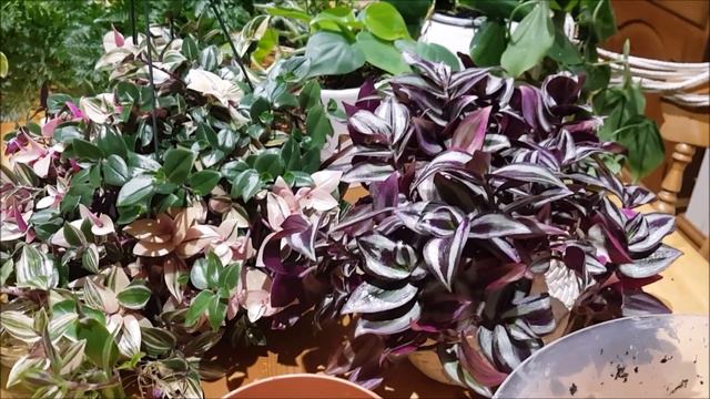 Care & Propagation of Tradescantia Plant | Love for Plants | Tabs Greenskeeper. смотреть онлайн