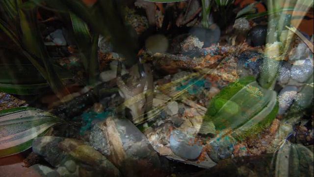 Драцена Sanderiana. Мини-сад "Лес". Слайд-шоу смотреть онлайн