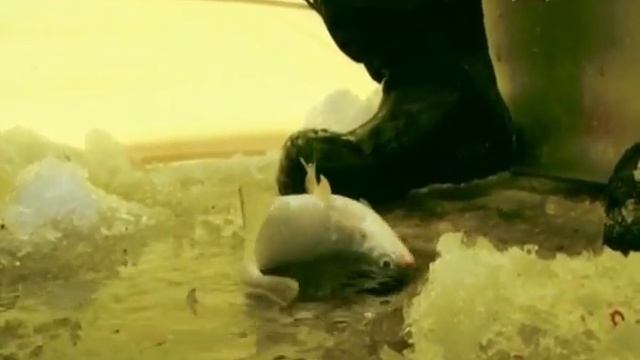 Серия 54. Со льда. Подлёдный фидер. Рыбалка с Нормундом Грабовскисом. смотреть онлайн