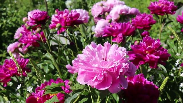 Пион Свит Хармони смотреть онлайн