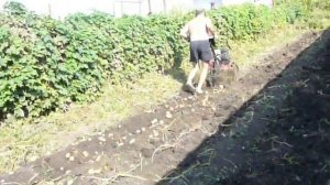 копка картофеля мотокультиватором 2017 самара