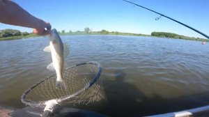 9 СУДАКОВ С ОДНОЙ ТОЧКИ, ЛОВЛЯ СУДАКА В ИЮНЕ 2023 НА СПИНИНГ