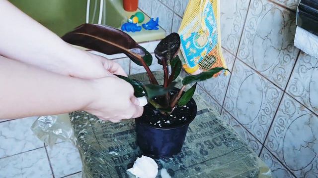 🆘️Паутинный клещ🕷!!!Как бороться с вредителем?Есть надежный и безопасный способ!👍