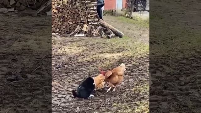 двое против одного