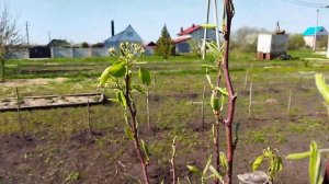 Разница сортов груш при цветении.