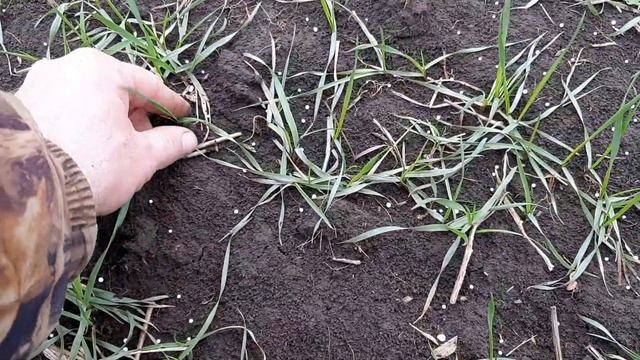 вторая подкормка озимой пшеницы аммиачной селитрой 2021 г. смотреть онлайн